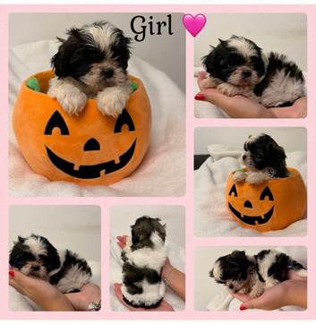 Only 3 Shih Tuz Puppies left now