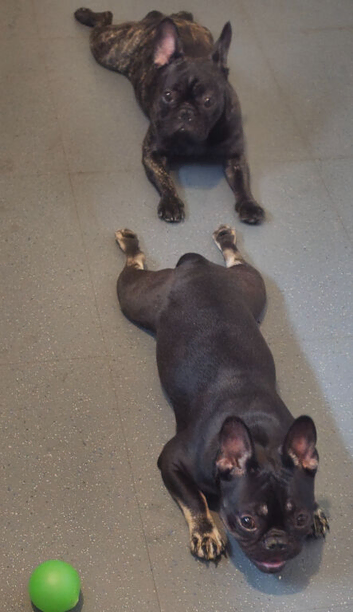2 lovely girls french bulldog