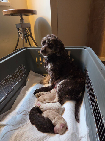 Cockapoo puppies