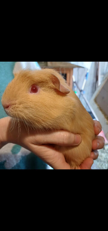 Guinea pigs available