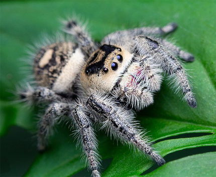 Phidippus regius - Regal Jumping Spider