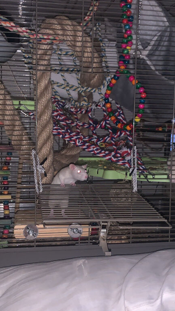 Female rats