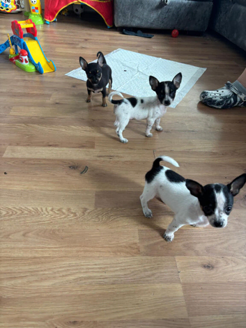 Full Chihuahuas