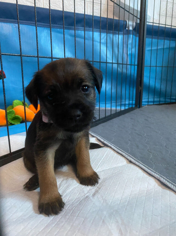 Border Terrier Puppies