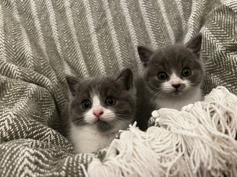 British short hair kittens