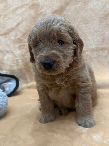 Sunning littler of Australian Double Doodles from Health screened parents