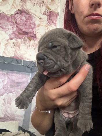 Olde English bulldog cross puppies for sale.