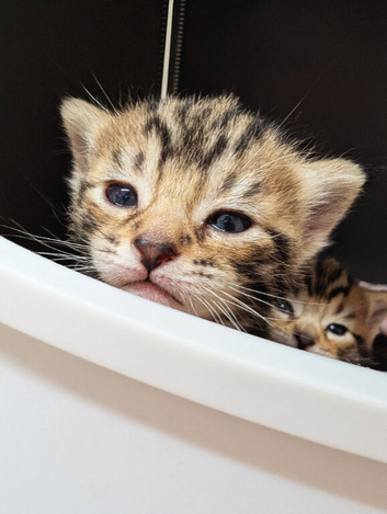 Beautiful tabby kitten
