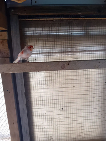 2 canaries