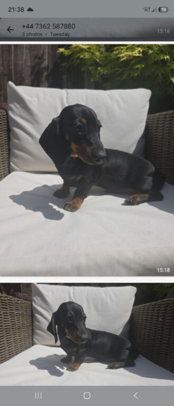 Female miniature dachshund