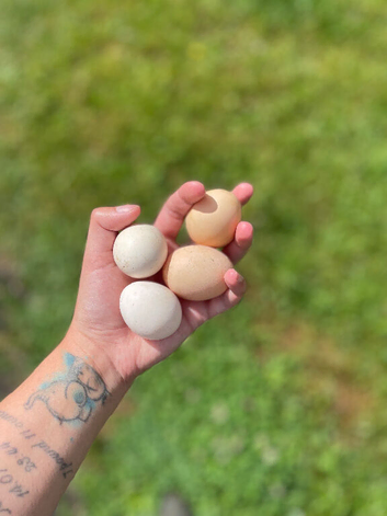 18 millefleur pekin bantam hatching eggs