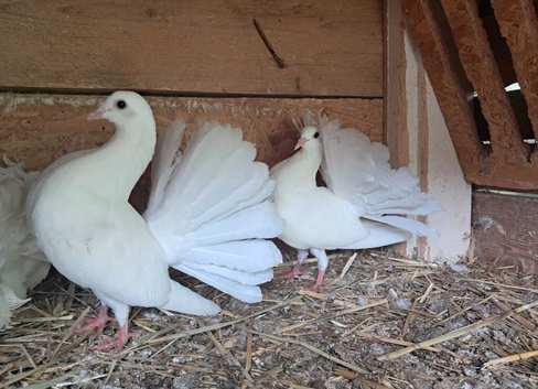 PURE WHITE GARDEN FANTAILS PIGEONS DOVES