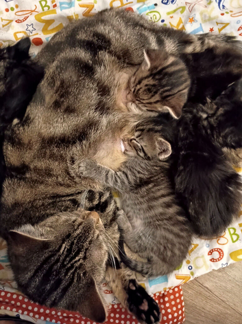 Sweet little kittens