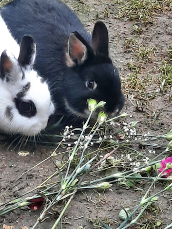 2 small female  rabbits