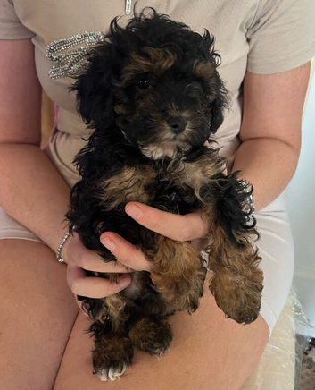 Cavapoo puppies