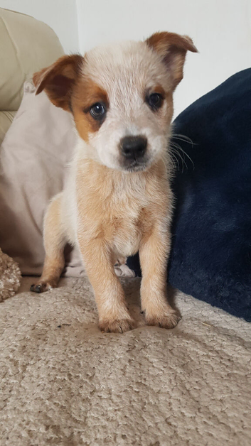 Two beautiful cattle dogs for sale