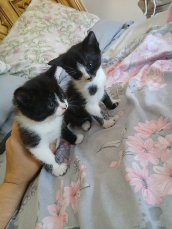 5 beautiful kittens
