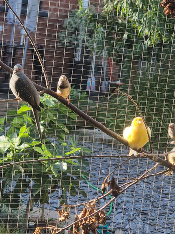 Diamond doves
