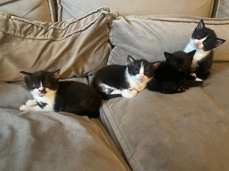 Kittens for forever home