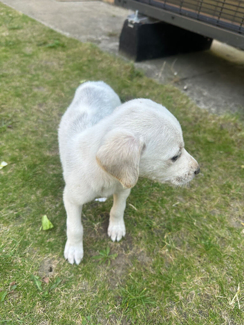 7 week old boy mixed breed