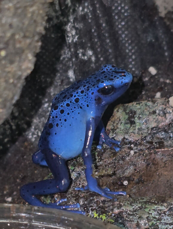 Dendrobates tinctorius Azules Blue Poison Dart Frog Tadpoles