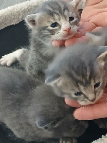 Kittens and mother looking for a loving home