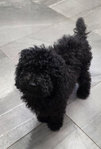 Poodle puppies