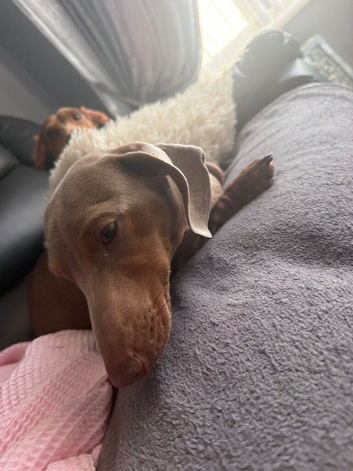 Minature dacshounds