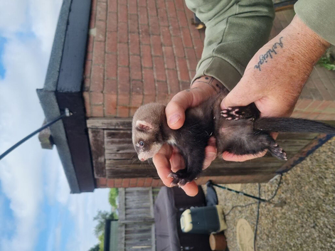 Male hob