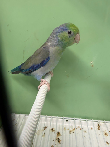 Pair celestial parrolets