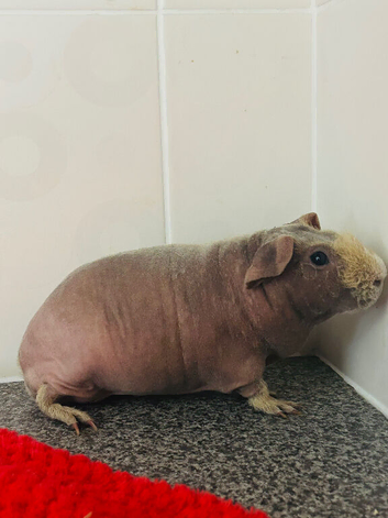 Male skinny pig