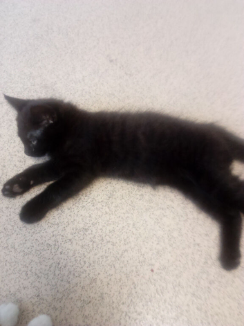 READY AND WAITING TO GO KITTENS RARE COLOUR