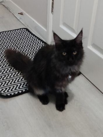 7 month old female Maine coon for sale