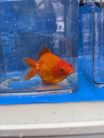 Quality Fancy Goldfish