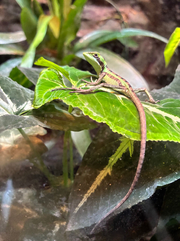 Casque Head Iguana babies