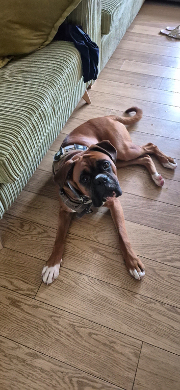 Boxer stud