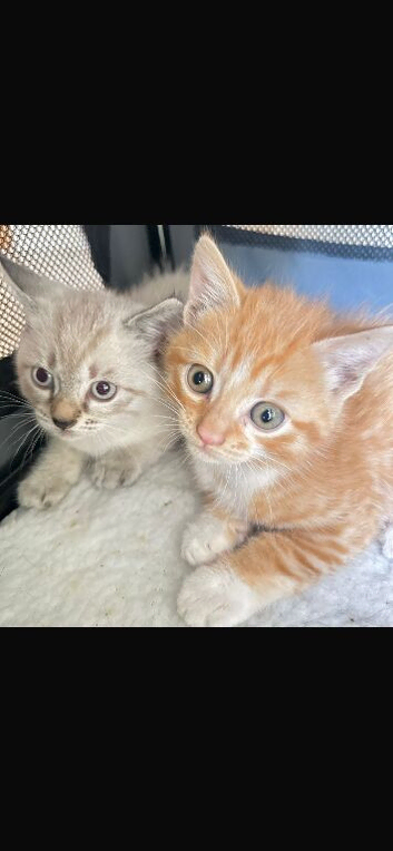 Kittens for Sale