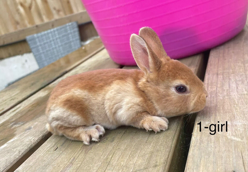 ️ Gorgeous mini Rex ️