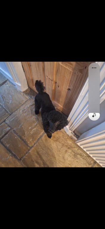 Black young adult male toy/mini poodle kc registered