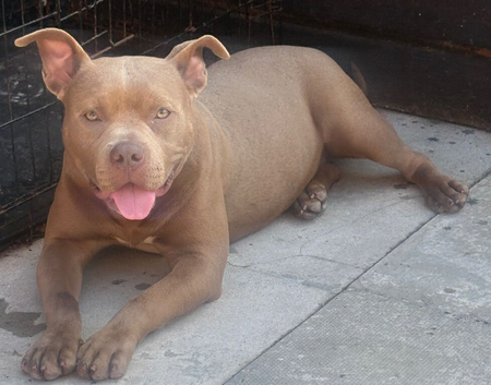 ** Female Pocket Bully**