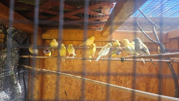 Mixed canaries