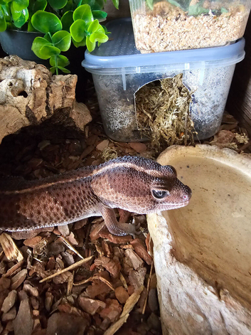 African fat tailed gecko's pair