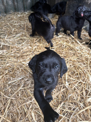 Beautiful black. Labrador puppies for sale.