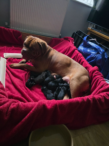 Dogue de bordeux x lab