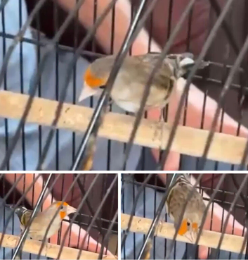 goldfinch mule