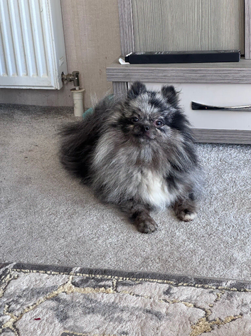 Cheeky lovely little Pomeranian female