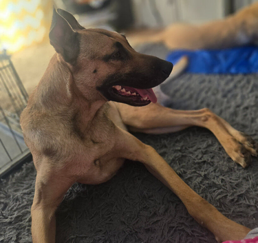 Mali cross shepard