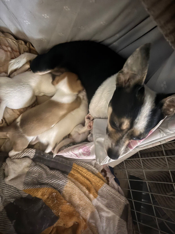 Last 2 boy chihuahuas available for deposit