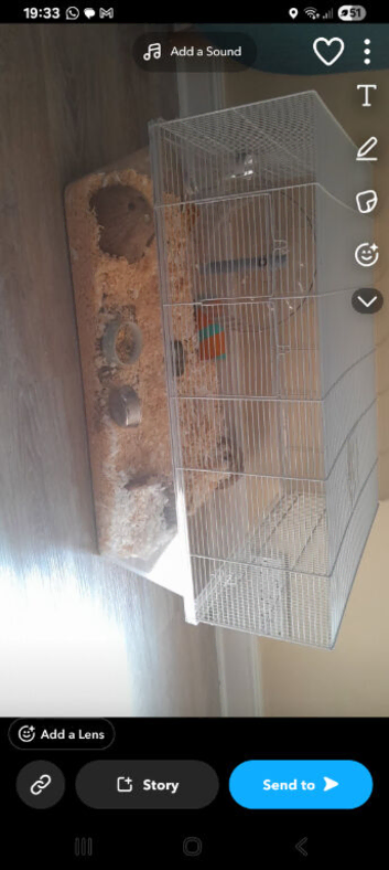 Syrian hamster female
