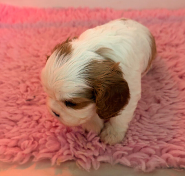 Beautiful KC Cavalier King Charles Spaniel Puppies